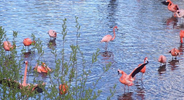 Image:Flamingos at Chester Zoo.jpg