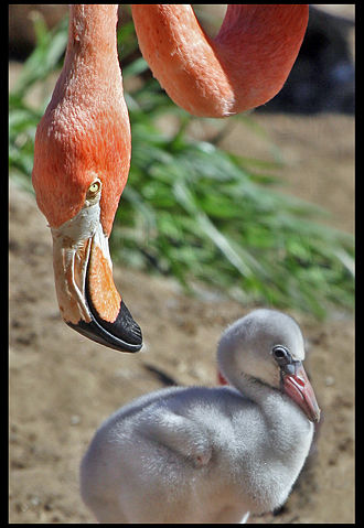 Image:Flamingo and offspring.jpg