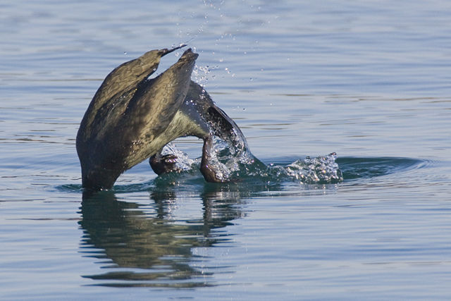 Image:Cormorant diving for food in Morro Bay.jpg