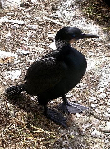 Image:Brandt's Cormorant Alcatraz.JPG