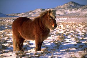 Norse settlers brought horses to Iceland, and they feature in a number of the sagas. The Icelandic horse has remained isolated since mediaeval times and has missed out on the selective breeding received by its continental kin.
