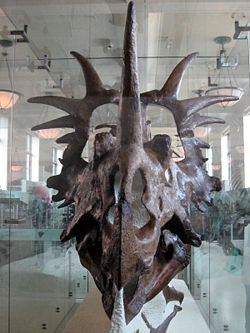 Styracosaurus albertensis skull, American Museum of Natural History.