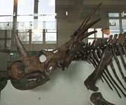 Styracosaurus albertensis skull in profile, American Museum of Natural History.