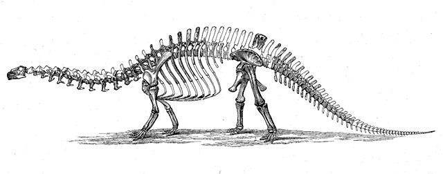 Image:Brontosaurus skeleton 1880s.jpg