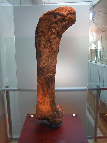 Image:Apatosaurus femur.jpg