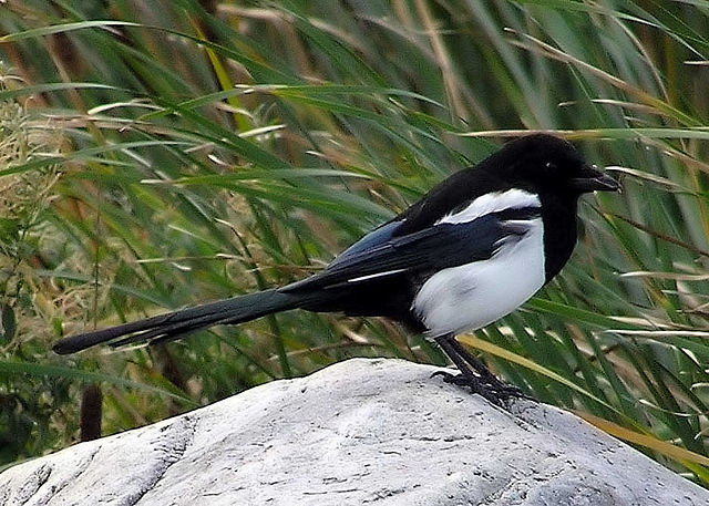 Image:Magpie.arp.750pix.jpg