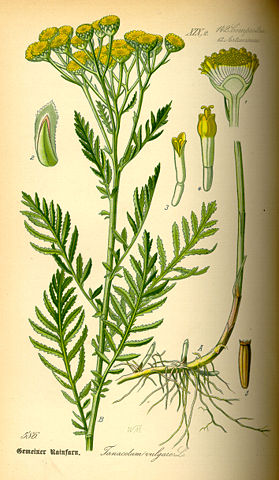 Image:Illustration Tanacetum vulgare0.jpg