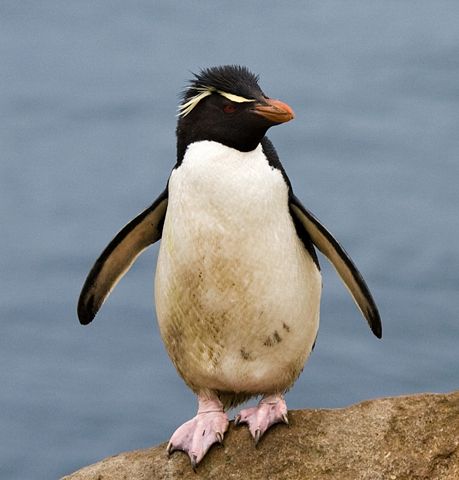 Image:Gorfou sauteur - Rockhopper Penguin.jpg