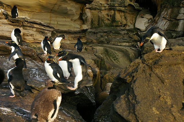 Image:Falkland Islands Penguins 91.jpg