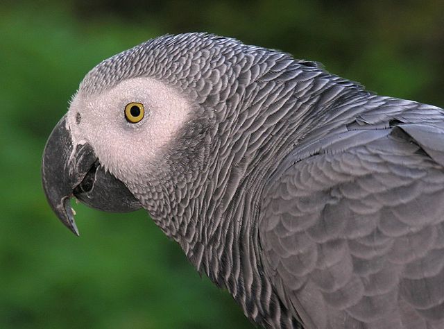 Image:Congo African Grey Parrot -head detail.jpg