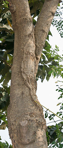 Image:Sonjna (Moringa oleifera) trunk at Kolkata W IMG 2128.jpg