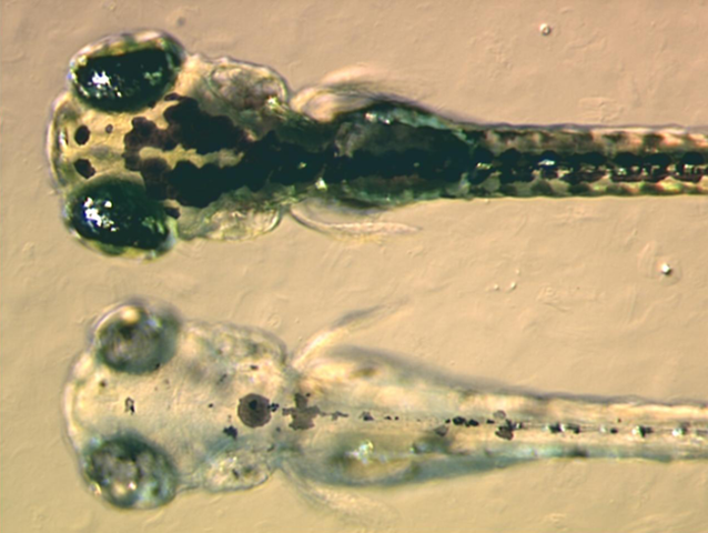 Image:Zebrafish embryos.png