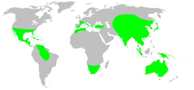 Image:Distribution.ctenizidae.1.png