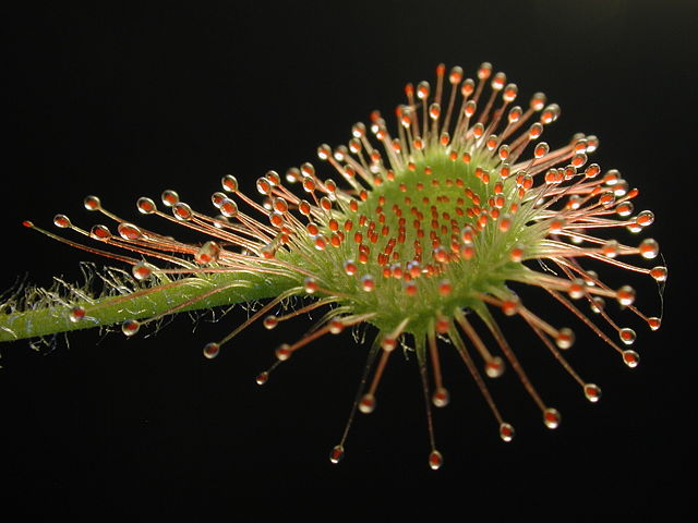 Image:Drosera rotundifolia leaf1.jpg