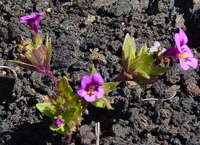 Image:Monkeyflower at Craters of the Moon National Monument.jpeg