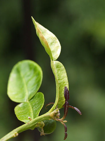 Image:Kaffir lime leaf.jpg