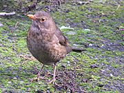 Female of subspecies merula