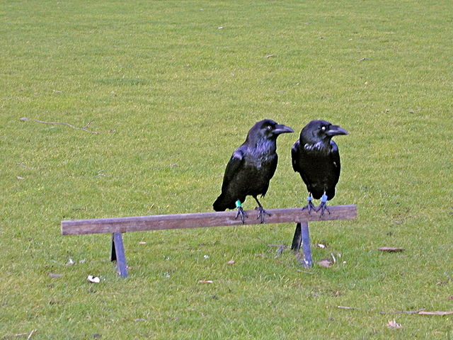 Image:Crows In England.jpg
