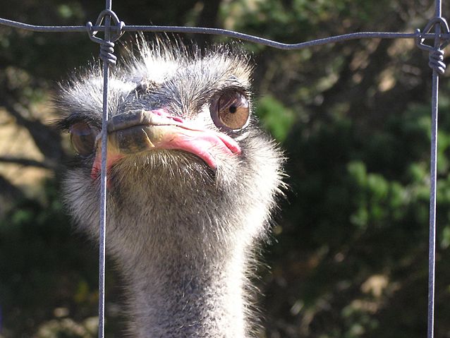 Image:Farmed Ostrich.JPG