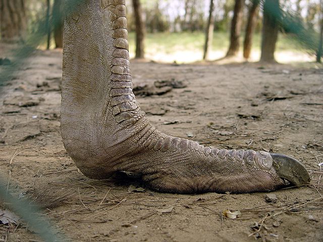 Image:Ostrich Foot.jpg