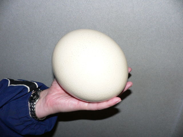 Image:Ostrich egg.jpg