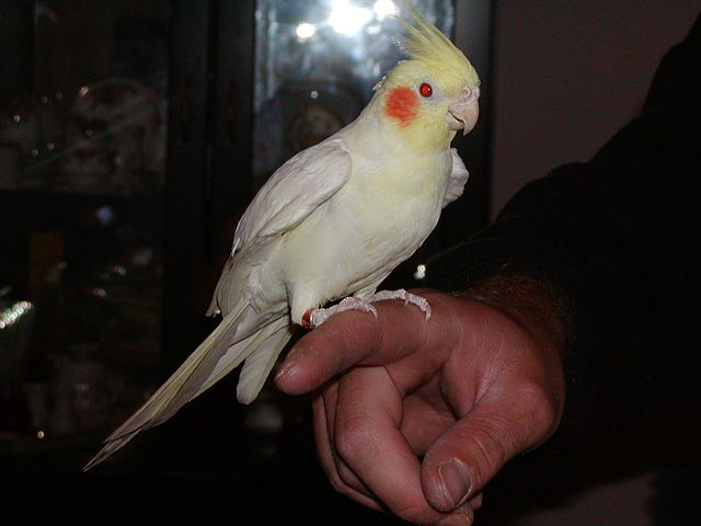 Image:Our Ruby Eyed Cockatiel.jpg