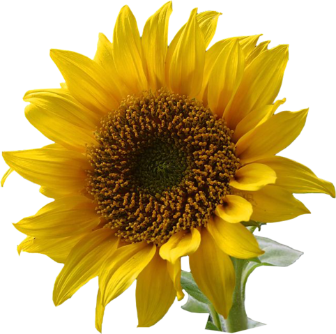 Image:A sunflower-Edited.png