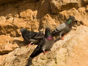 Feral Rock Pigeons in semi-natural habitat perched on sea cliffs