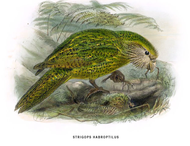 Image:Kakapo2.jpg