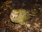 1-year-old Kakapo on Codfish Island