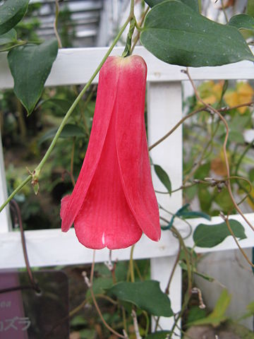 Image:Lapageria rosea1.jpg