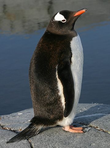 Image:Gentoo penguin nsf cropped.jpg