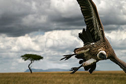 Vulture, getting ready to strike.