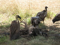 A group of White-backed Vultures eating the carcass of a Wildebeest.