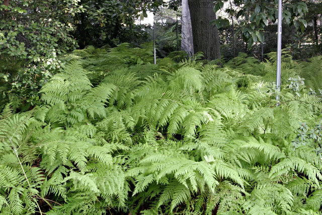 Image:Ferns at melb botanical gardens.jpg