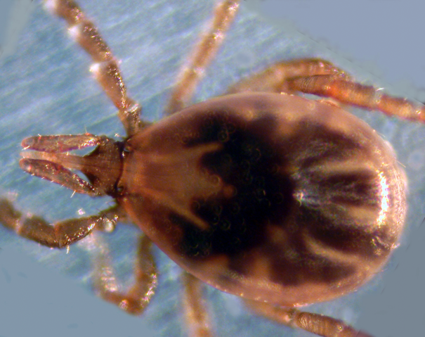 Image:Ixodes scapularis.png