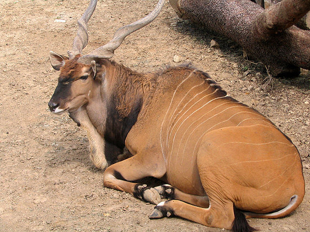 Image:Houston Giant Eland.jpg