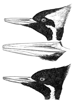The contrast in plumage of the male (above) and female (below).