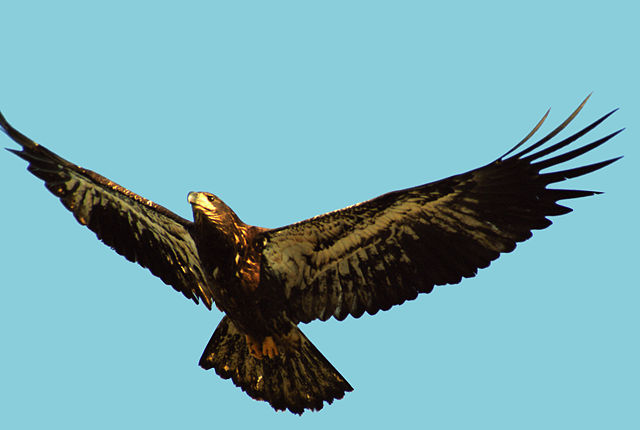 Image:Fledging Bald Eagle.jpg