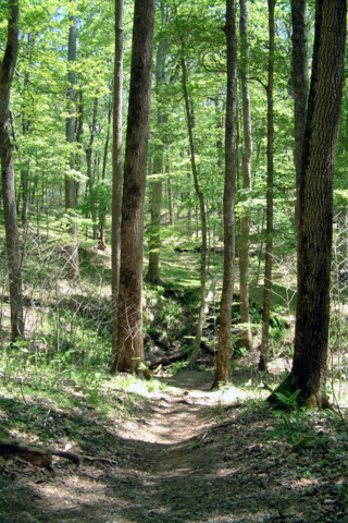 Image:Mammoth Cave National Park path.png