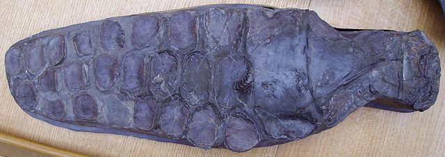 Image:Ichthyosaur paddle 1.JPG