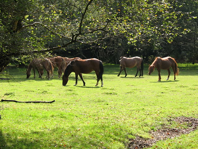 Image:New Forest ponies.jpg