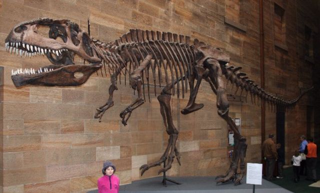 Image:Giganotosaurus AustMus email.jpg