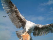 Gulls can be aggressive