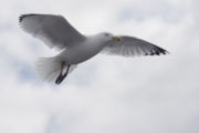 A gull hovers