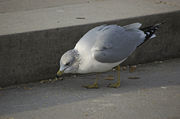 A gull scavenging for food