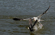 A gull is attacking a coot
