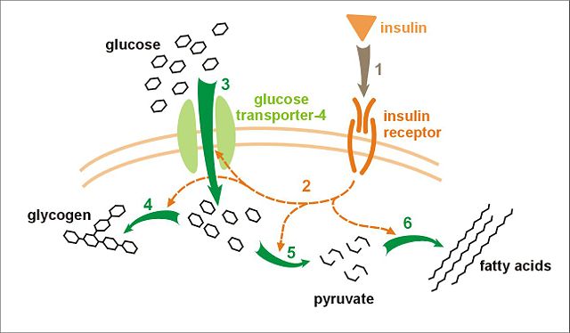 Image:Insulin glucose metabolism.jpg