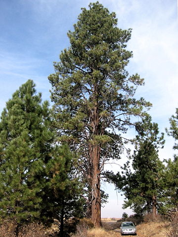 Image:Pinus ponderosa 8144t.jpg