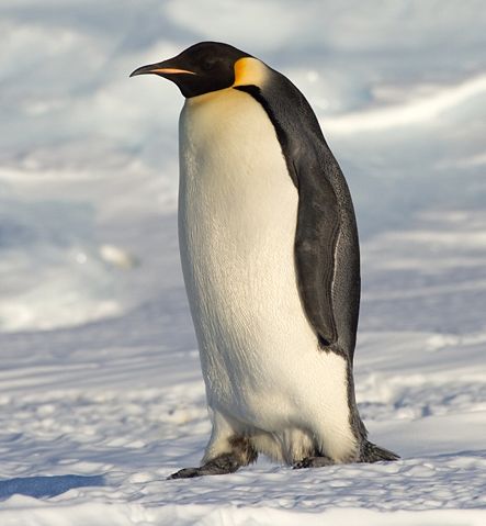 Image:Emperor Penguin Manchot empereur.jpg